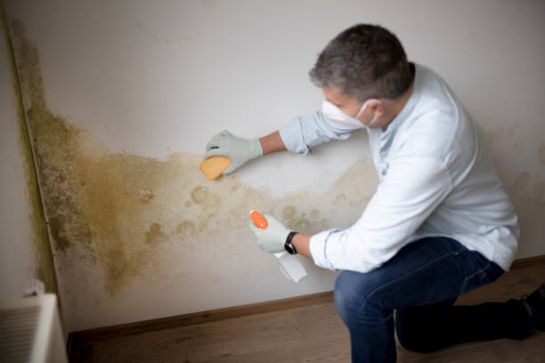 Mold Removal for HVAC Installations